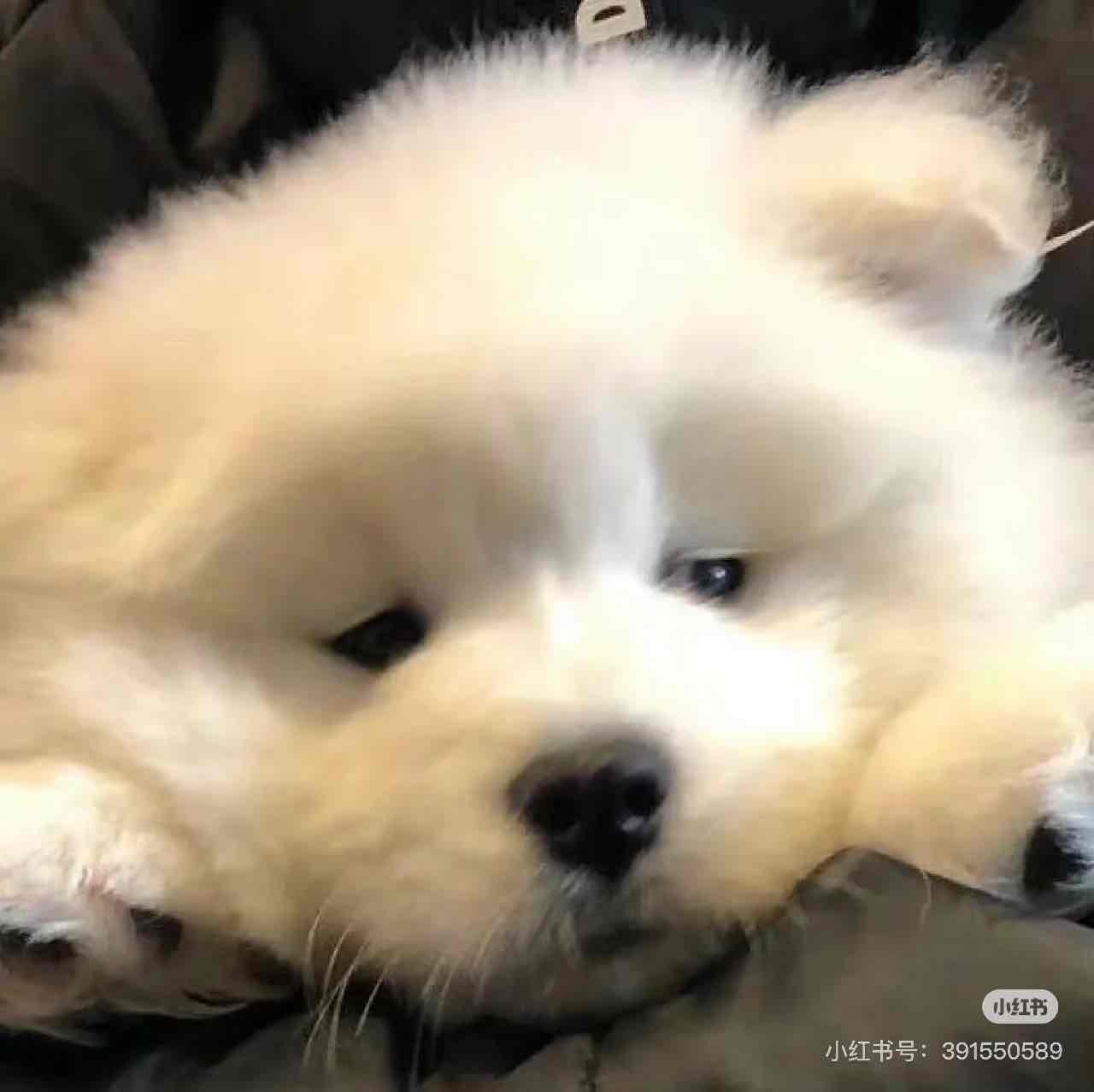 Candice Geng's profile